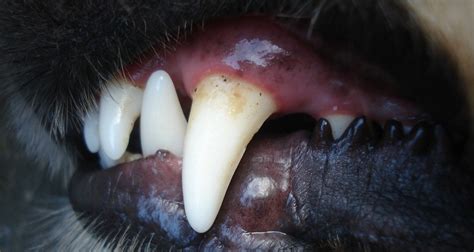 What Causes Mouth Ulcers In Dogs