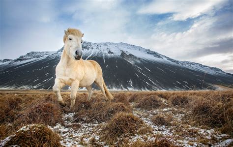 Icelandic Horse Image National Geographic Your Shot Photo Of The Day