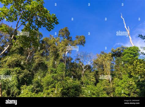 The Rainforest In Cat Tien National Park Vietnam Stock Photo Alamy