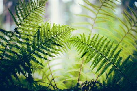70 Fern Hd Wallpapers And Backgrounds