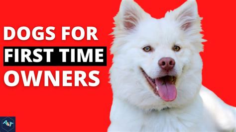 Top 10 Best Dog Breed For The First Time Owners 10 Dogs Breed For The