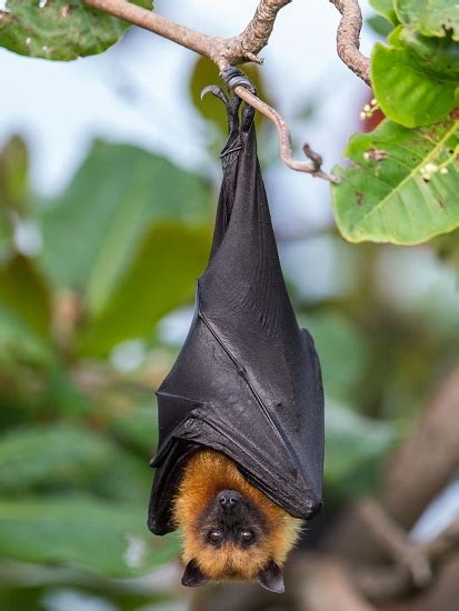 Large Flying Fox Facts Habitat Diet Pictures