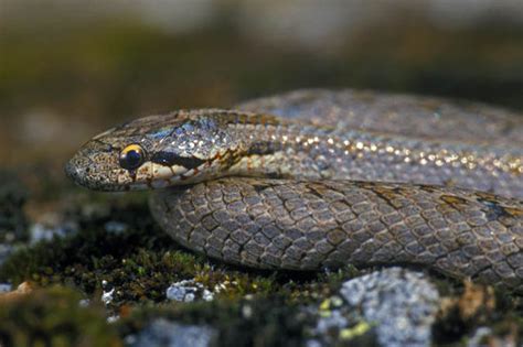 Four Snakes Can Be Found In England Not Three And Here They Are