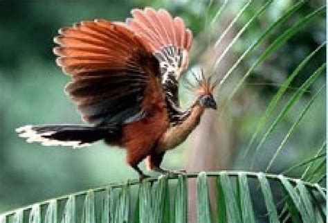 Trust a brand with over 150 years of experience in delivering fresh flowers in australia and around the world. National Bird,Flower & Animal of Guyana - Guyana Photo ...