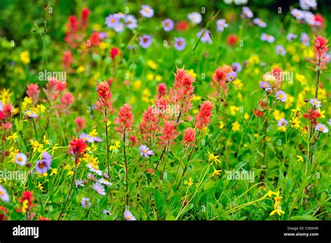 Alpine Meadows With Flowers In Bloom Mount Revelstoke National Park