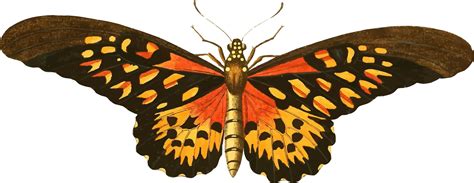 Clipart Butterfly Insect Clipart Butterfly Insect