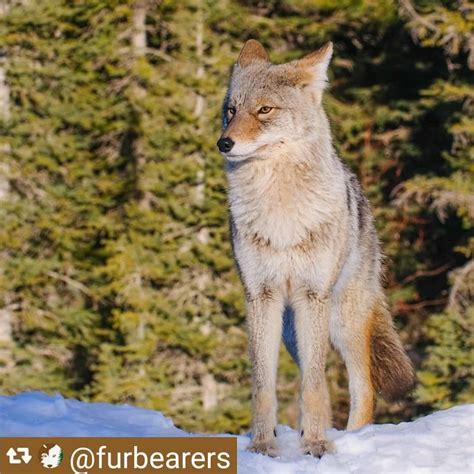 Coyote Watch Canada On Instagram Repost Furbearers With