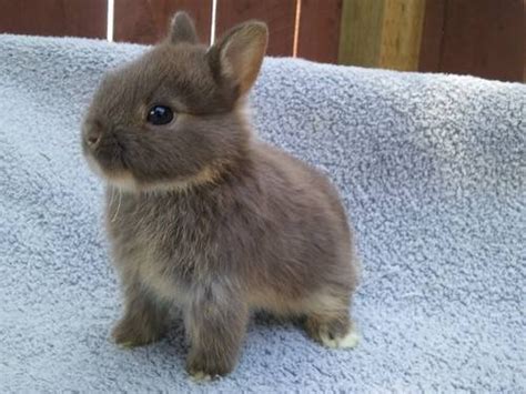 Dwarf Bunnies Are Not Only A Real Thing But Also