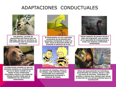 Resultado De Imagen Para Animales Con Adaptaciones Conductuales F3f