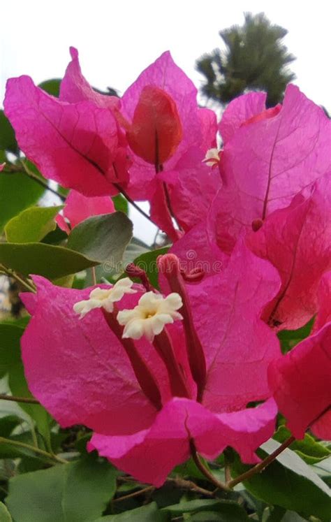 Pink Bougainvillea Flowers 2 Stock Photo Image Of Flowers Pink