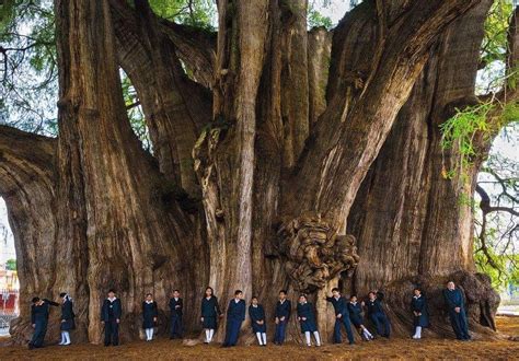 Arbor Del Tule Oaxaca Mexico Cedar With Worlds Largest Trunk Tree