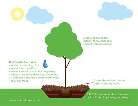Guide To Planting Trees In Clay Soil Fantastictrees
