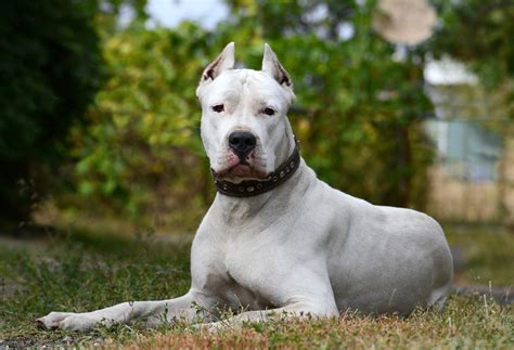 Dogo Argentino Size Temperament And Health