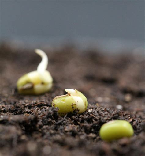 New Insights Into The Earliest Events Of Seed Germination
