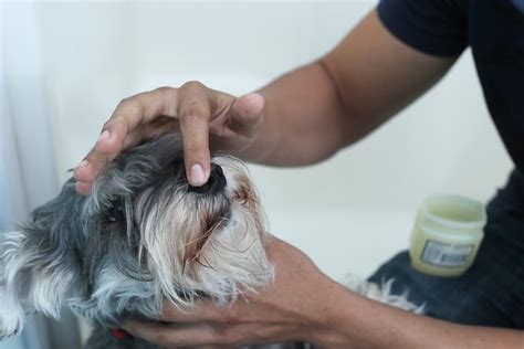 How To Treat Dry Nose In Dogs Cuteness