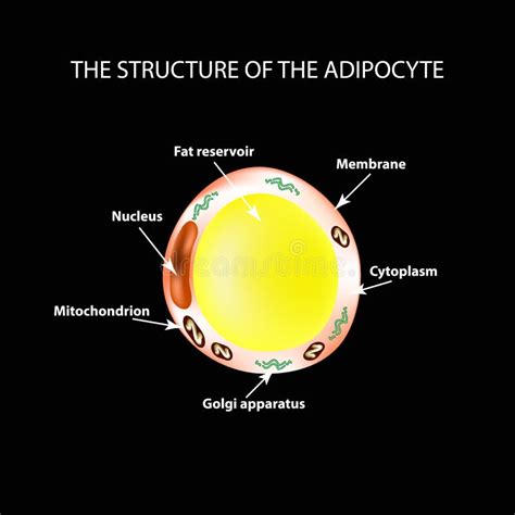 The Anatomical Structure Of The Fat Cells Adipocyte Infographics