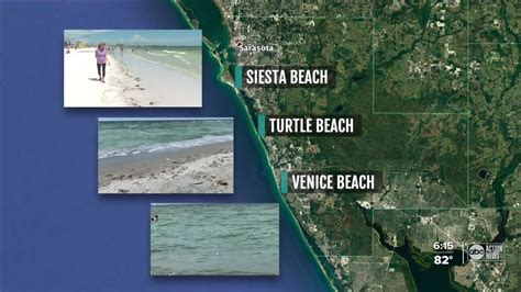 Red Tide Causes Fish Kills On Many Sarasota Beaches