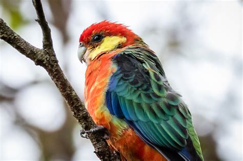 Australian Parrots Australias Wonderful Birds