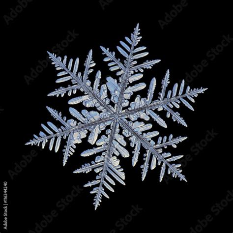 Snowflake Isolated On Black Background Macro Photo Of Real Snow