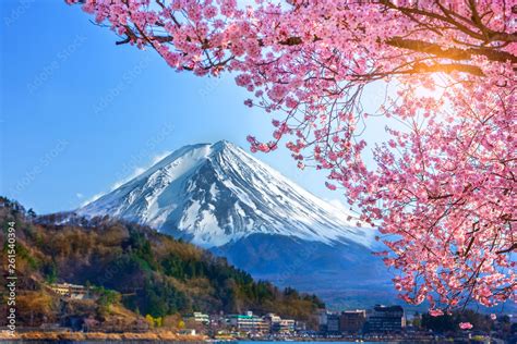 Mount Fuji And Cherry Blossoms Which Are Viewed From Lake Kawaguchiko