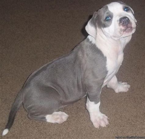 Blue Nose Pitbull Female Puppy 10 Weeks Price 20000 For Sale In