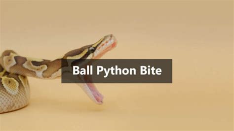 Are Ball Pythons Poisonous Do Ball Pythons Bite Mypetreptiles