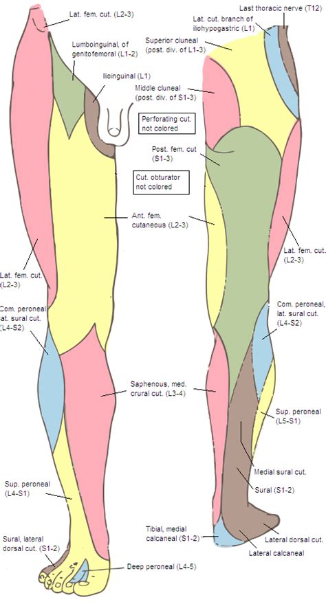 Which muscles do we have no control over? Medial crural cutaneous branches of saphenous nerve ...