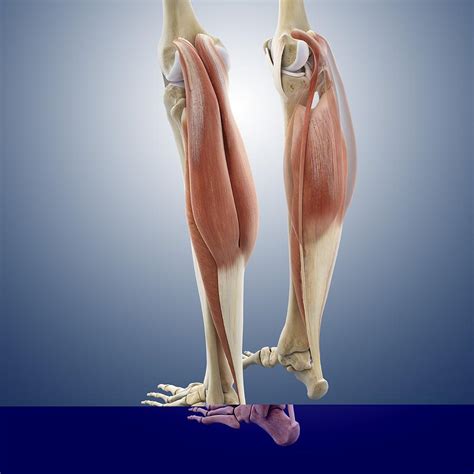 Calf Muscles Artwork Photograph By Science Photo Library Fine Art