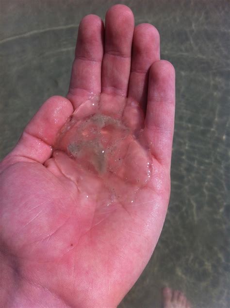 We explain what is important and how to do it correctly. Raising Pet Jellyfish: Jellyfish Collecting in Florida