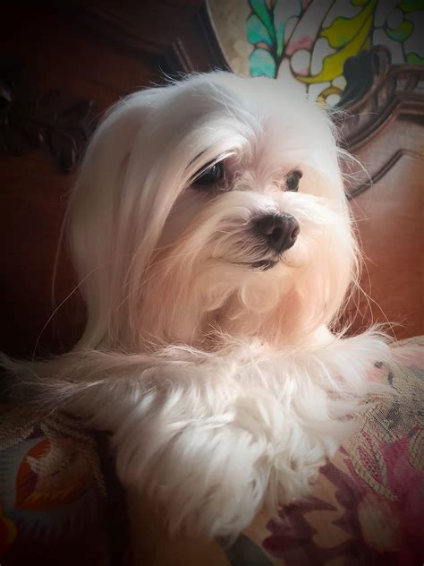 Smiling Maltese Beautiful Maltese Dogs Havanese Puppies Maltese