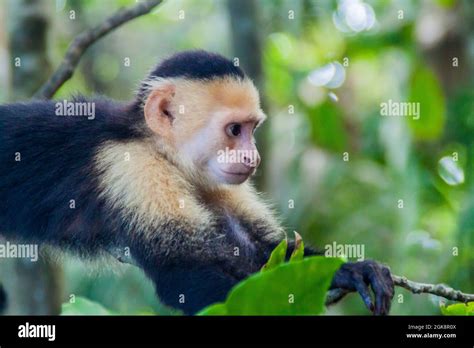 White Headed Capuchin Monkey Cebus Capucinus In National Park Manuel