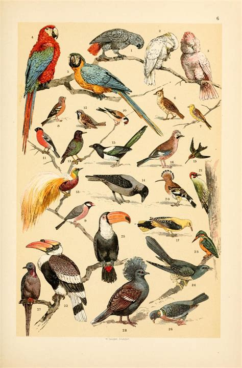 Old Natural History Illustration Of Birds C 18th Century Scientific