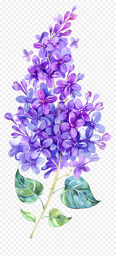 Lilac Watercolor Hd Png Download Vhv