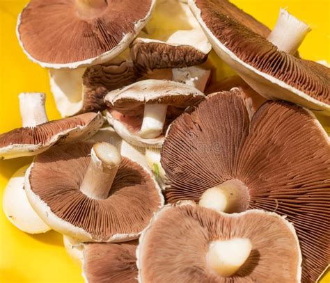 Fresh Edible Field Mushroom Stock Photo Image Of Natural Fungus