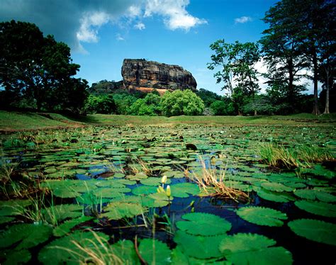 Lily Pond And Sigiriya Rock Fortress License Image 70373531 Lookphotos