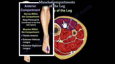 Compartment Syndrome Anatomy