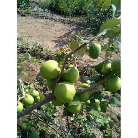 Green Apple Ber Plant At Rs 50 Piece In Kolkata Sagar Nursery