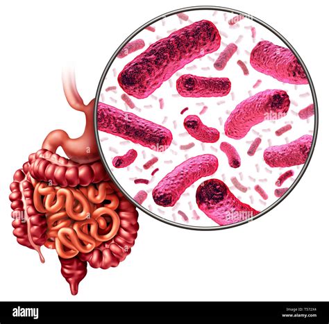 Microbiota Intestinal Cut Out Stock Images And Pictures Alamy