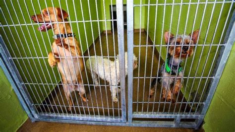 In addition to the pet carrier, something else one needs to keep in mind when owning a chihuahua is that they are sensitive to cool temperatures. Orange County Animal Services offering $10 adoptions ...