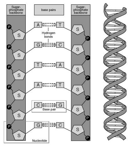 The nitrogens have an extra lone pair that can be used up under the right conditions to potentially sop up and that's what actually forms the rungs of the ladder when these complimentary nitrogenous bases form. The Structure of DNA