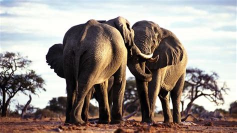 Elefantes Fichas De Animales En National Geographic