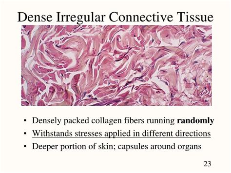 Dense Regular Connective Tissue Diagram