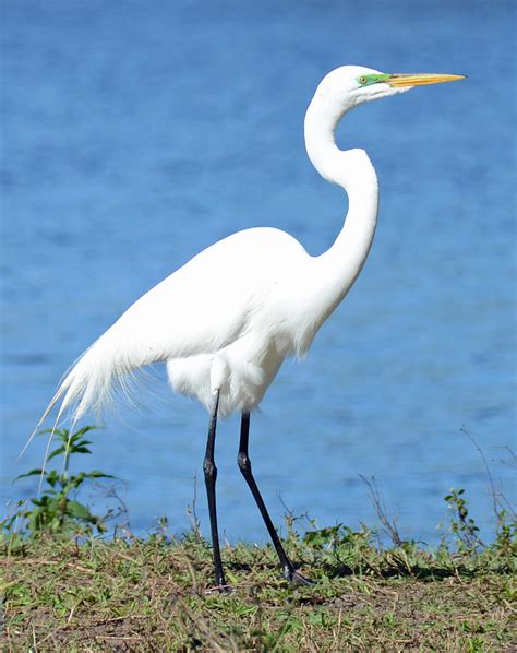 Great White Heron Photograph By Julie Cameron