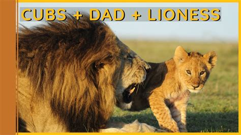 lions cubs play with dad before grooming with their mothers wild extracts youtube