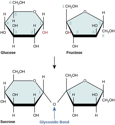 Disaccharides Bonding Of Two Simple Sugars Plantlet