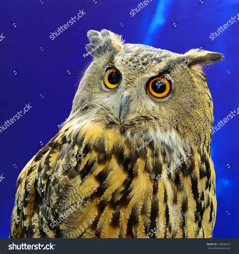 Eurasian Eagle Owl Face Profile Stock Photo 145046557 Shutterstock