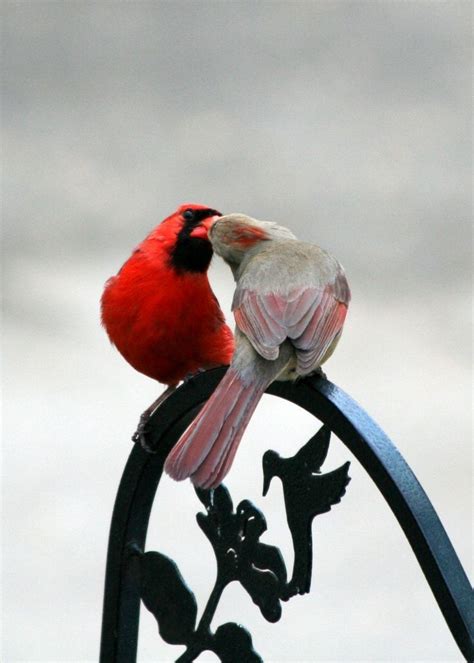 Cardinal Couple Female Is Leucistic Birds Animals