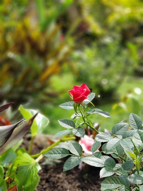 Rosa Jardim Flor Foto Gratuita No Pixabay Pixabay