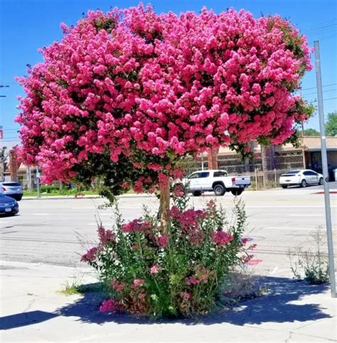 Crape Myrtle Tree Seeds Crepe Lagerstroemia Indica Fast Lilac Flower