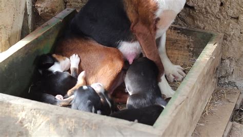 Serbian Tricolour Hound Mother Dog Feeding Puppies Puppies